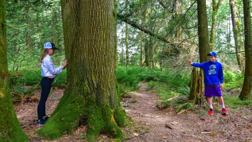 Forest Bathing with Allison Galbraith (11:00-12:30 BST)